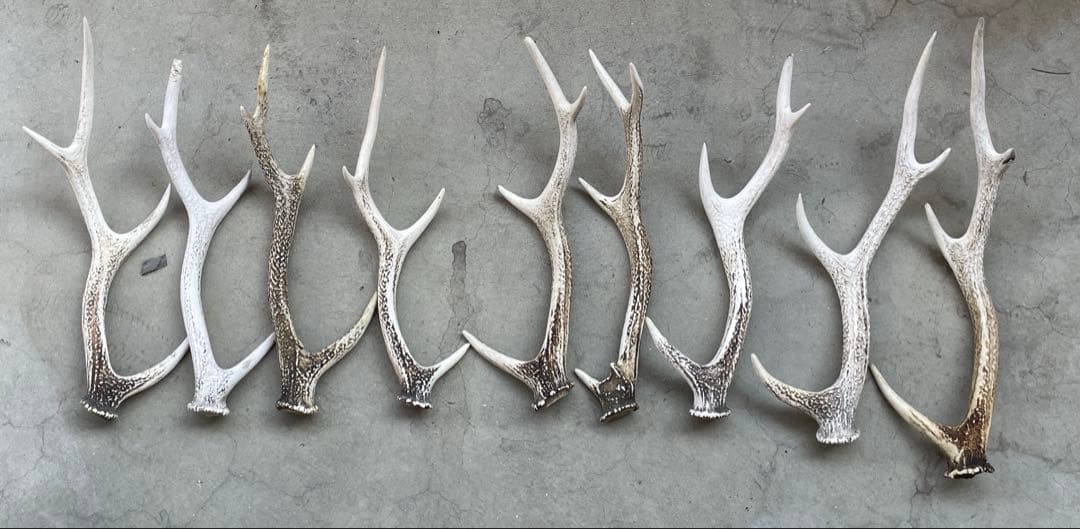 鹿の角　9本　まとめ売り