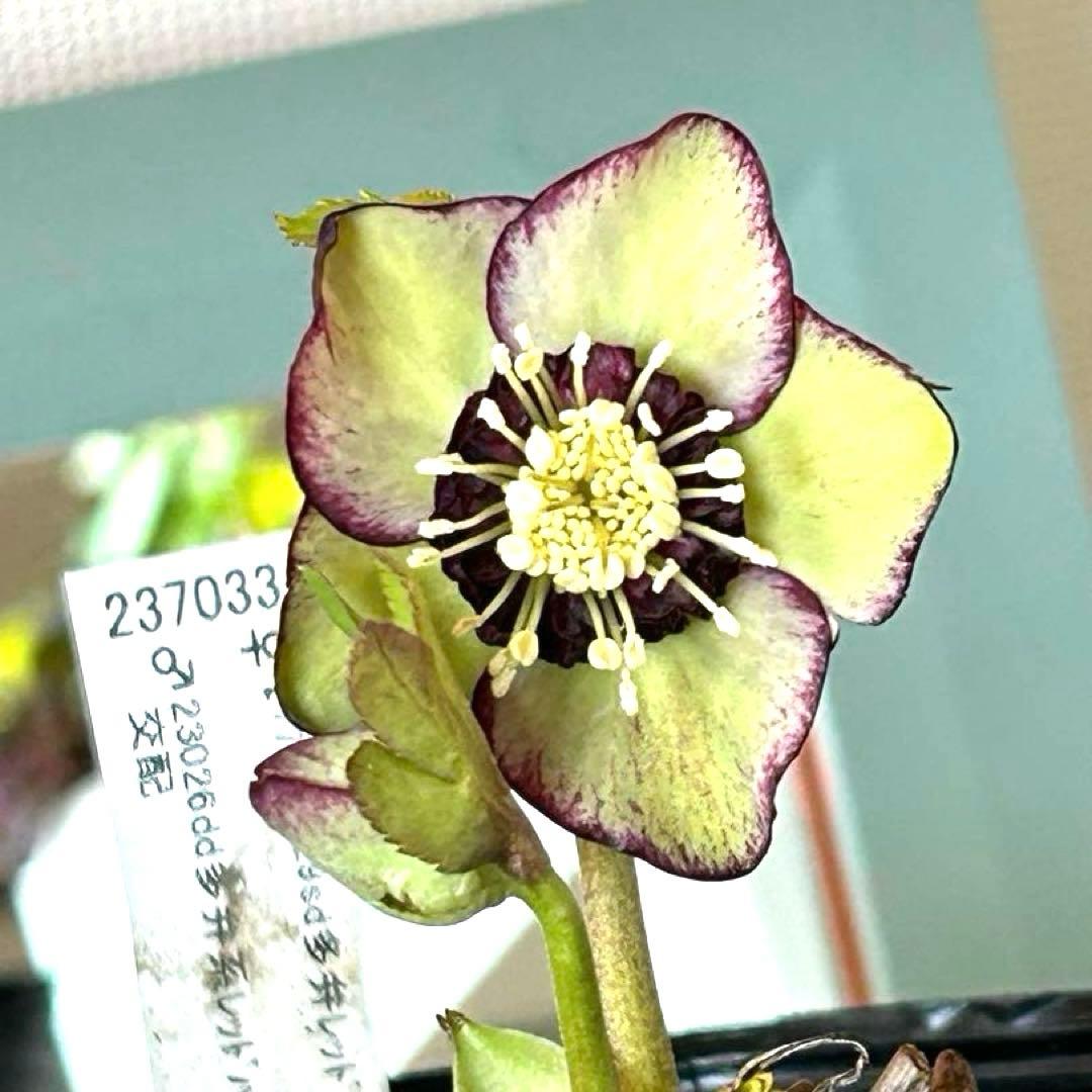 【加藤農園】クリスマスローズ　小輪sd グリーンバイカラー　《2/17》