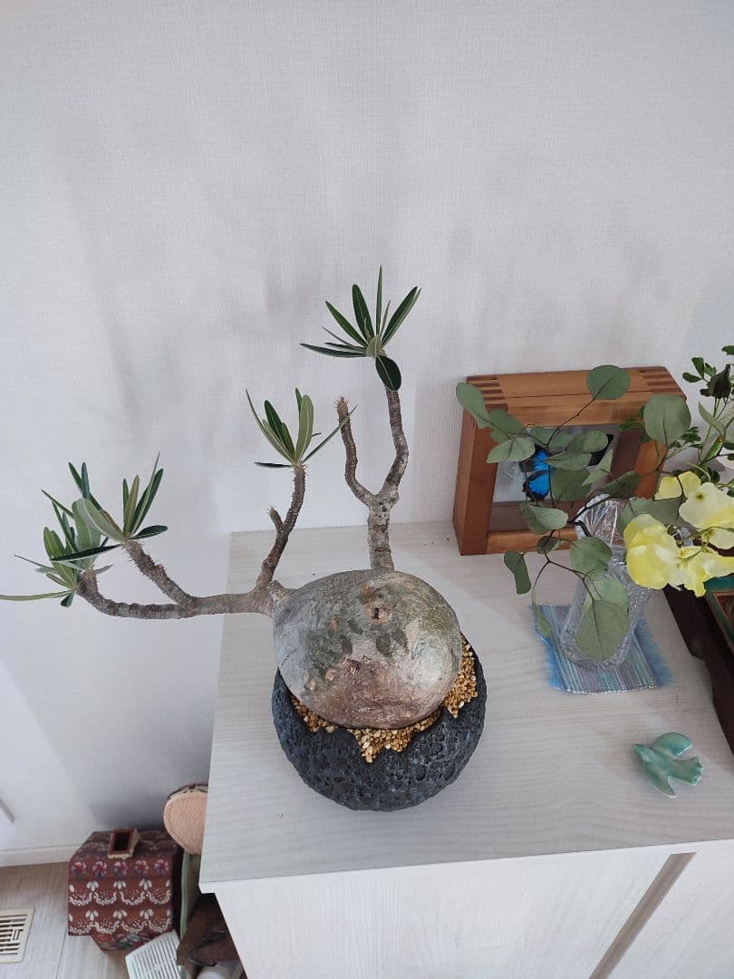 よんちゃん様せパキポディウム・グラキリス　国内管理4年目冬越良好　鉢込日曜発送