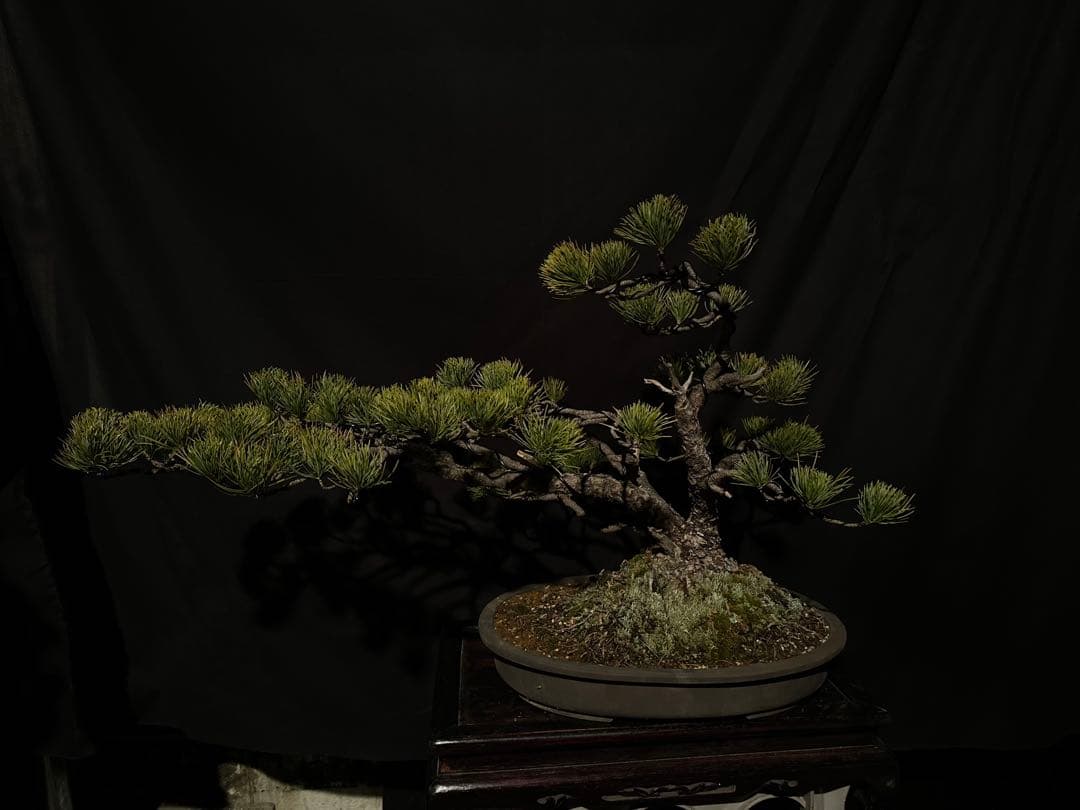 五葉松　吹き流し　半懸崖　株立