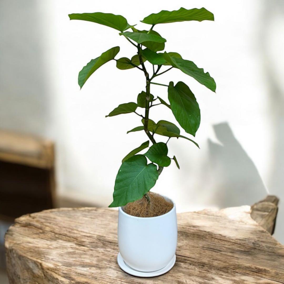 【現品】葉艶良好☆フィカス ウンベラータ 曲がり5号 観葉植物