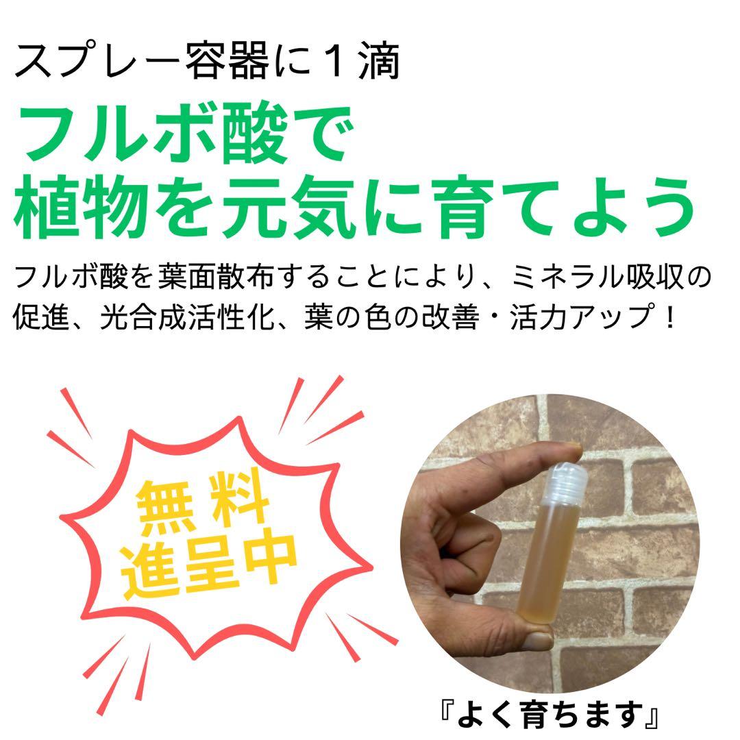 【現品】葉艶良好☆フィカス ウンベラータ 曲がり5号 観葉植物