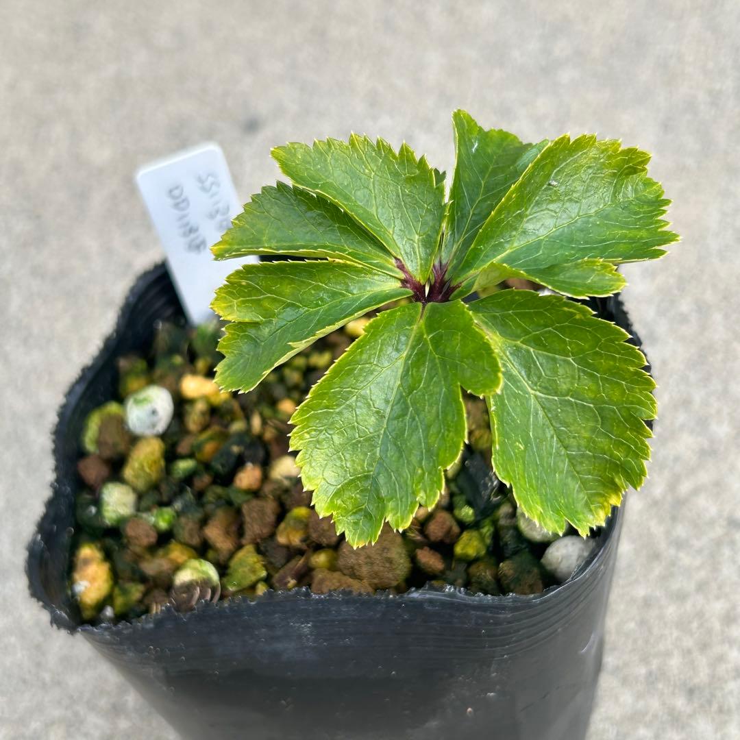 ローブリッター「新春セール」クリスマスローズ 小苗 セット