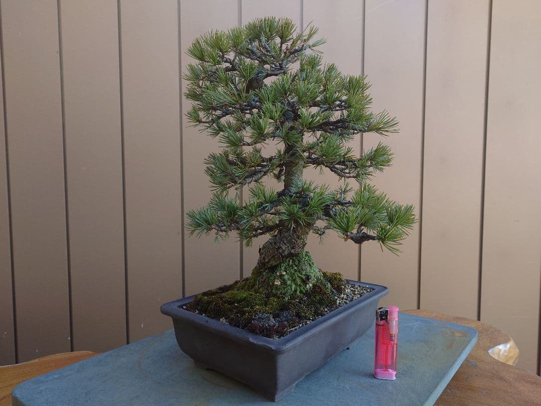 盆栽　五葉松　樹高35cm