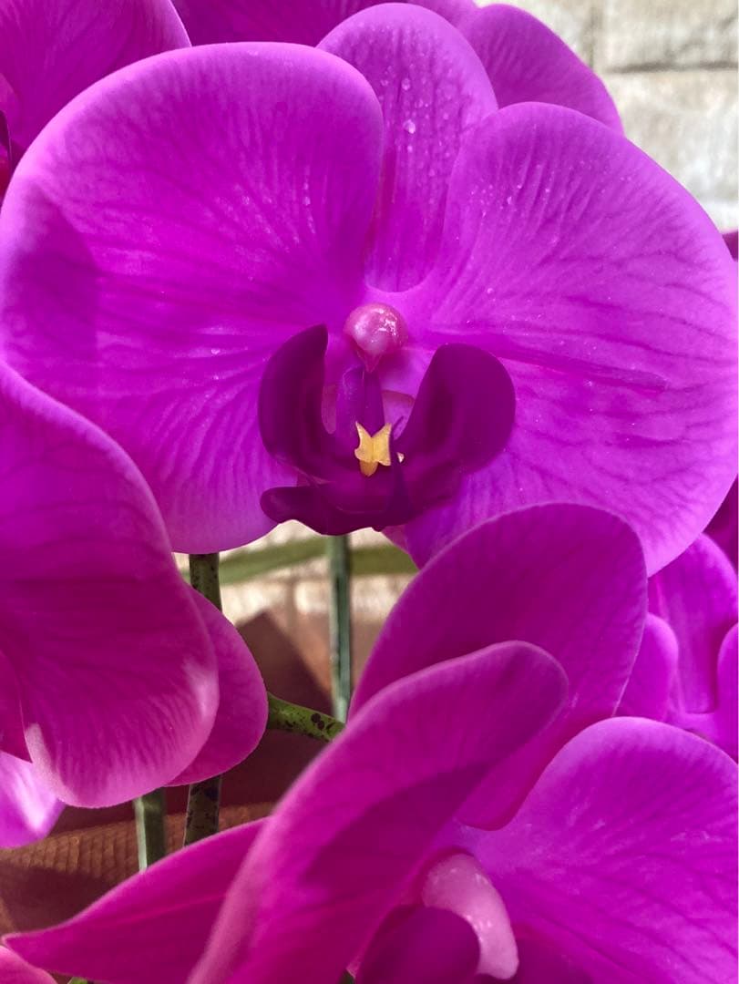 光触媒　人工観葉植物　ウォールグリーン　フェイクグリーン　胡蝶蘭リアル't