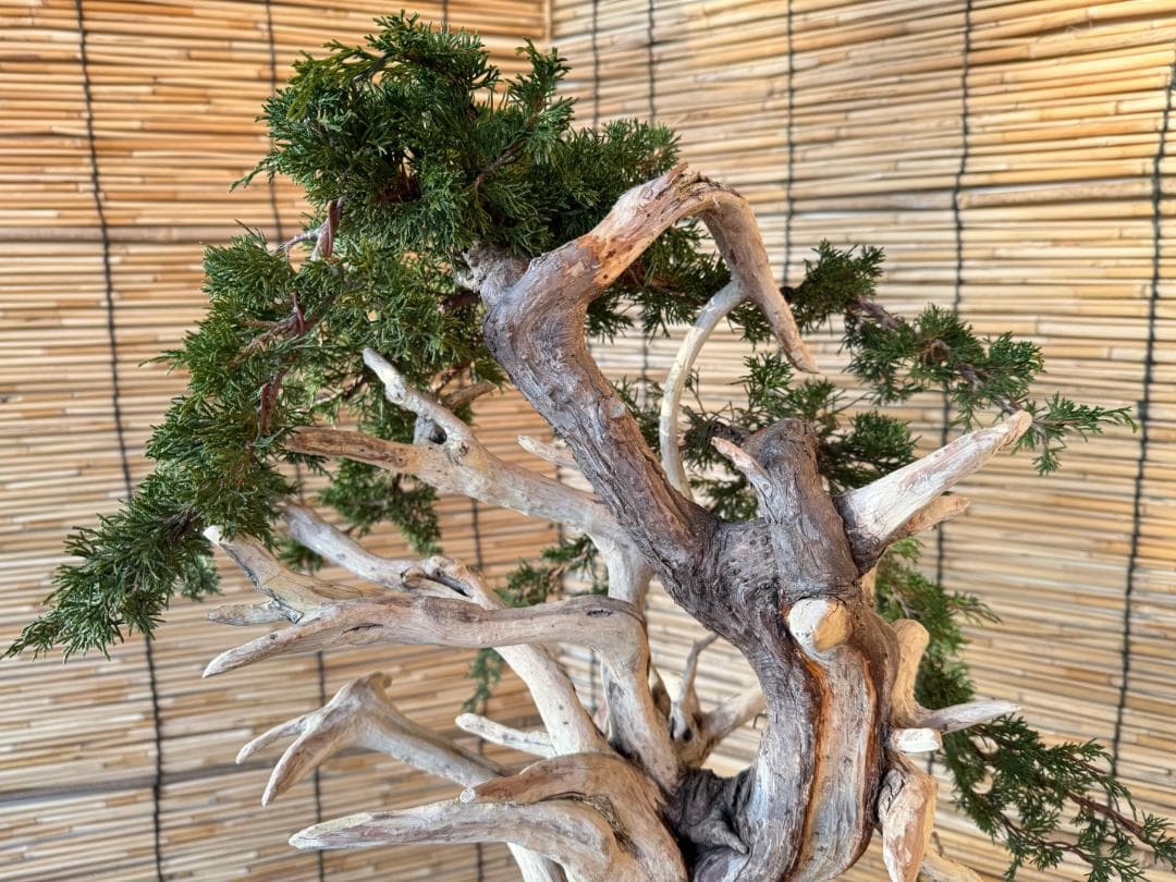 ★大特価！早い者勝！人気・糸魚川真柏、太幹・シャリ・ジン！シンパク