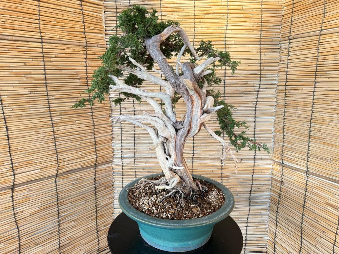 ★大特価！早い者勝！人気・糸魚川真柏、太幹・シャリ・ジン！シンパク