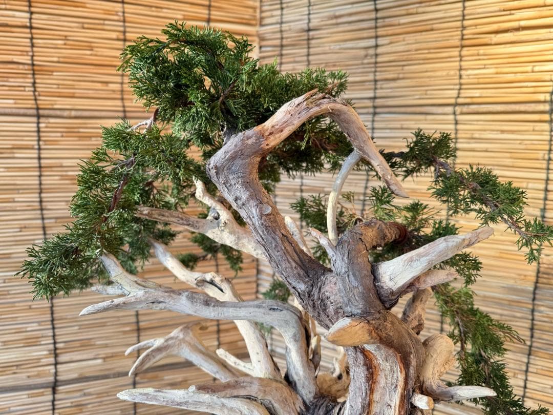 ★大特価！早い者勝！人気・糸魚川真柏、太幹・シャリ・ジン！シンパク