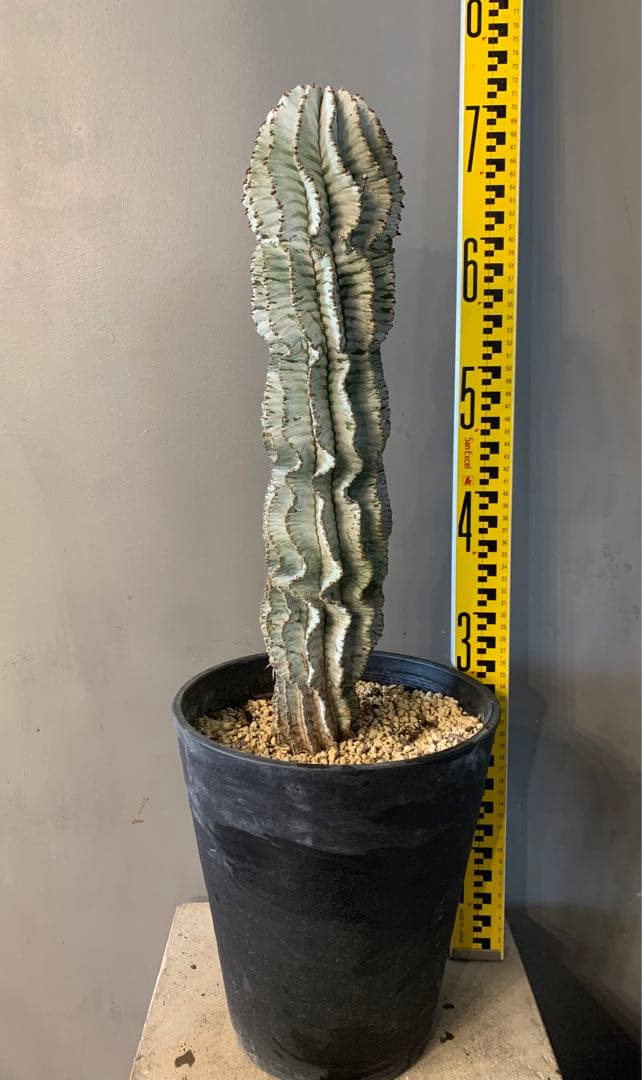 ユーフォルビア ポリゴナ