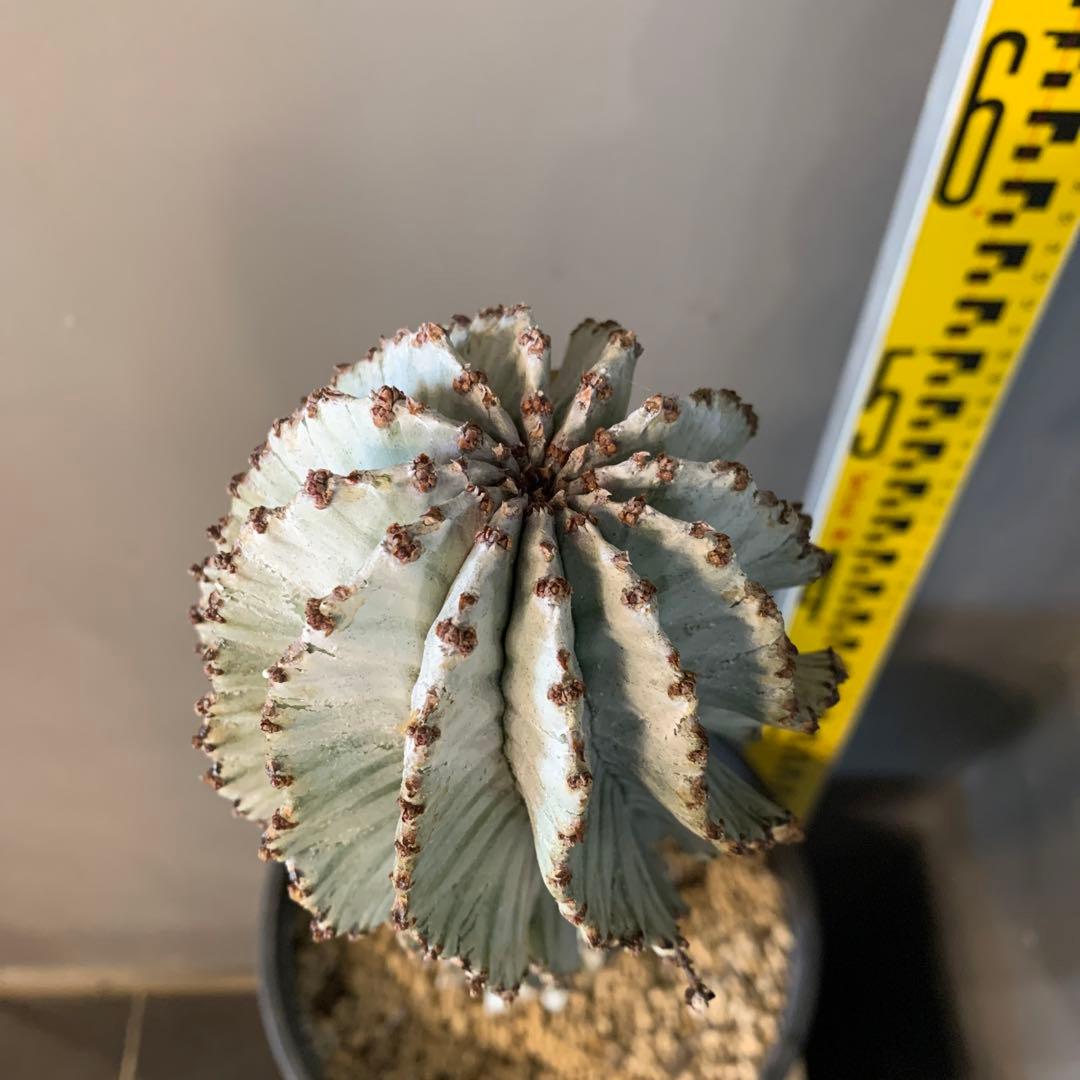 ユーフォルビア ポリゴナ