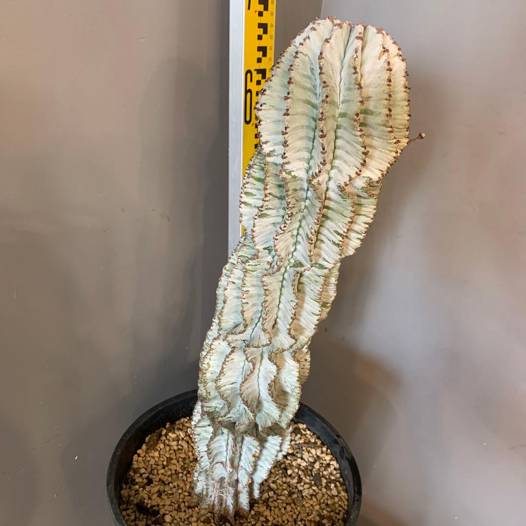 ユーフォルビア ポリゴナ