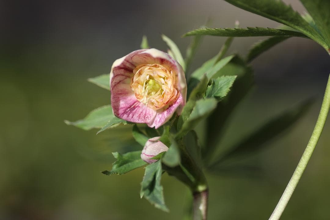 クリスマスローズ 開花株 SDプリマヴェーラhyb