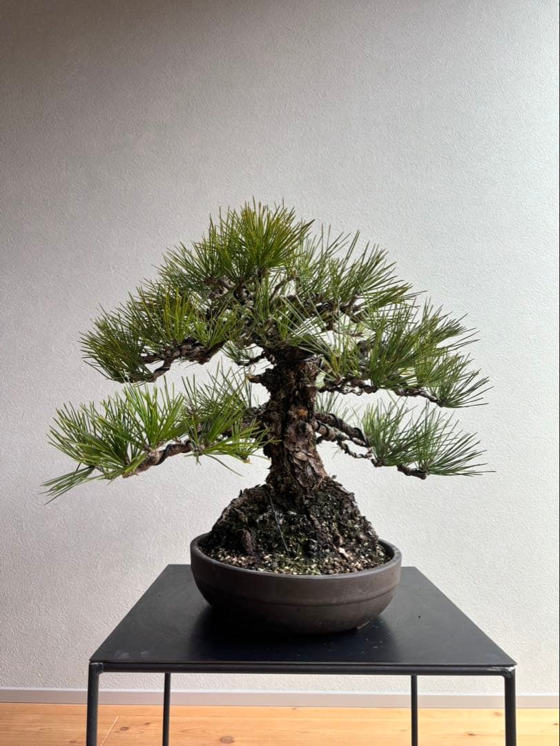 黒松　盆栽　中品　激古　模様木　足元18㎝