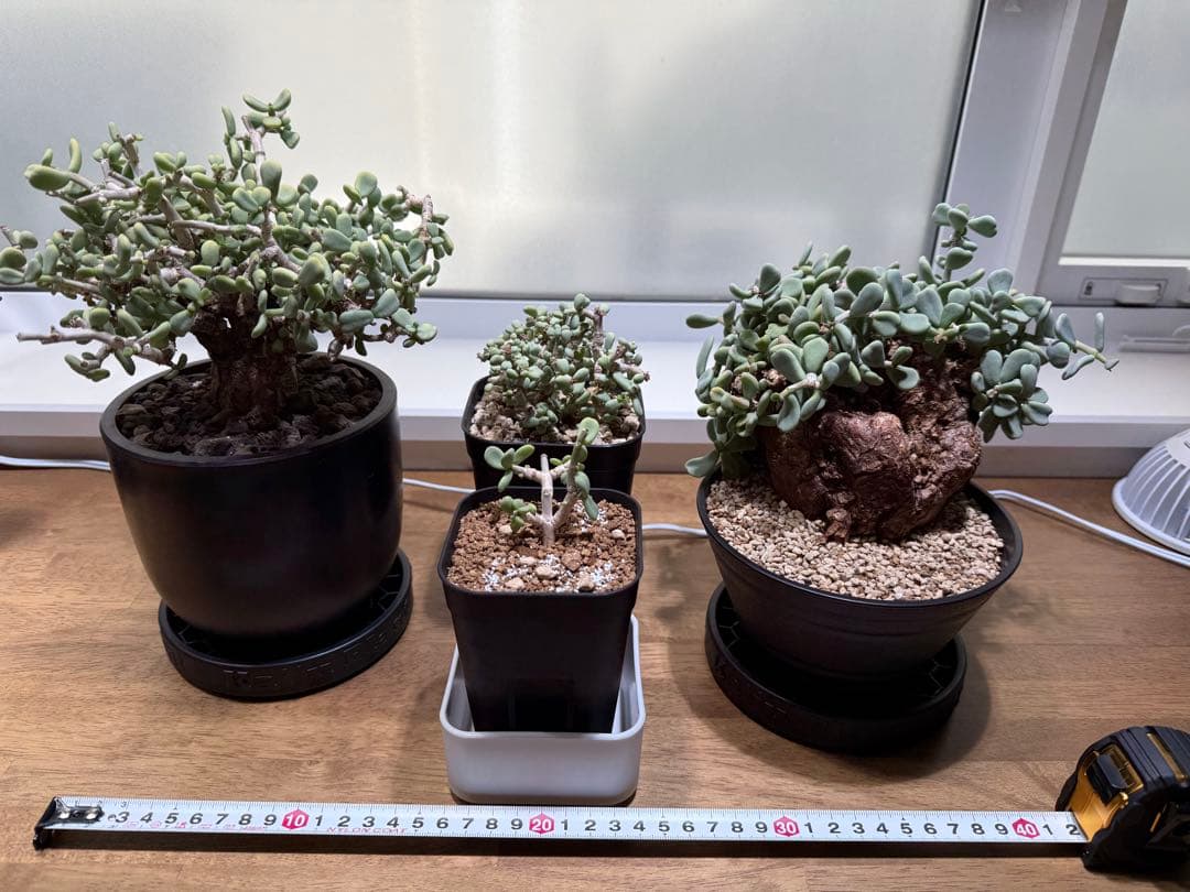 ケラリアピグマエア　セット