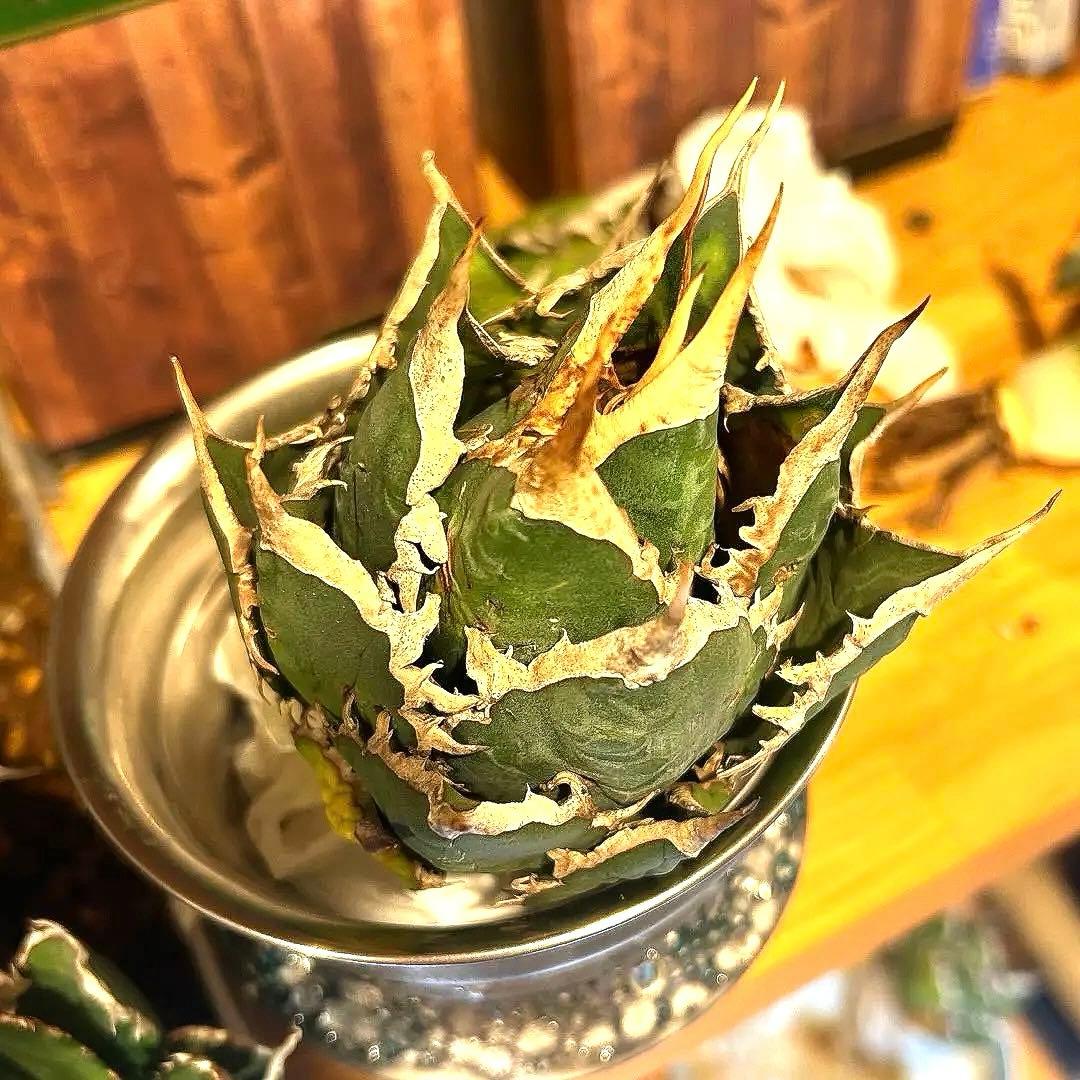 アガベ　海王［烈海王］大株　S級選抜株　特価　最終値下げ