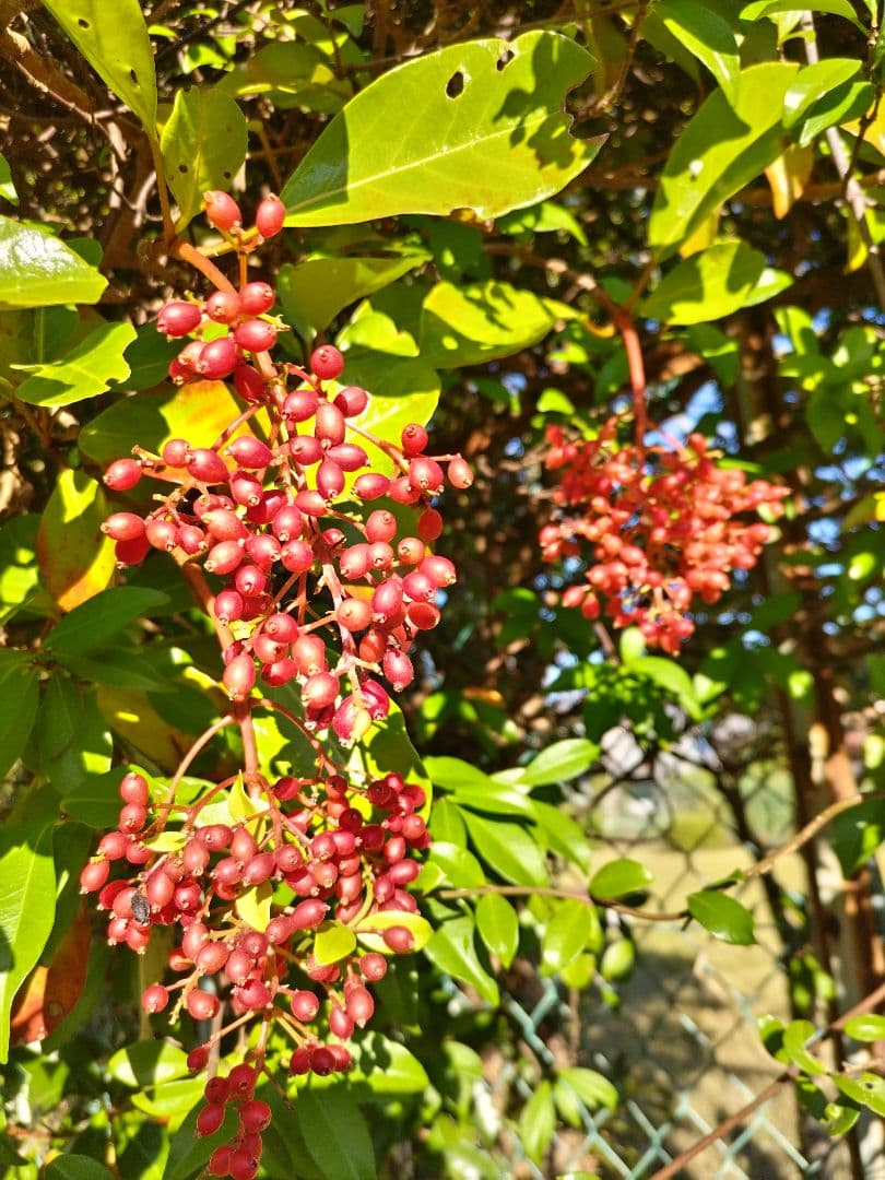 センニンソウ他　野の花　ご確認用