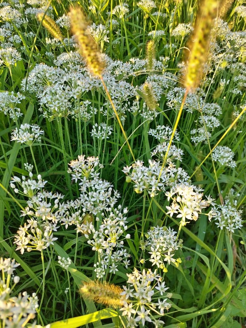 センニンソウ他　野の花　ご確認用