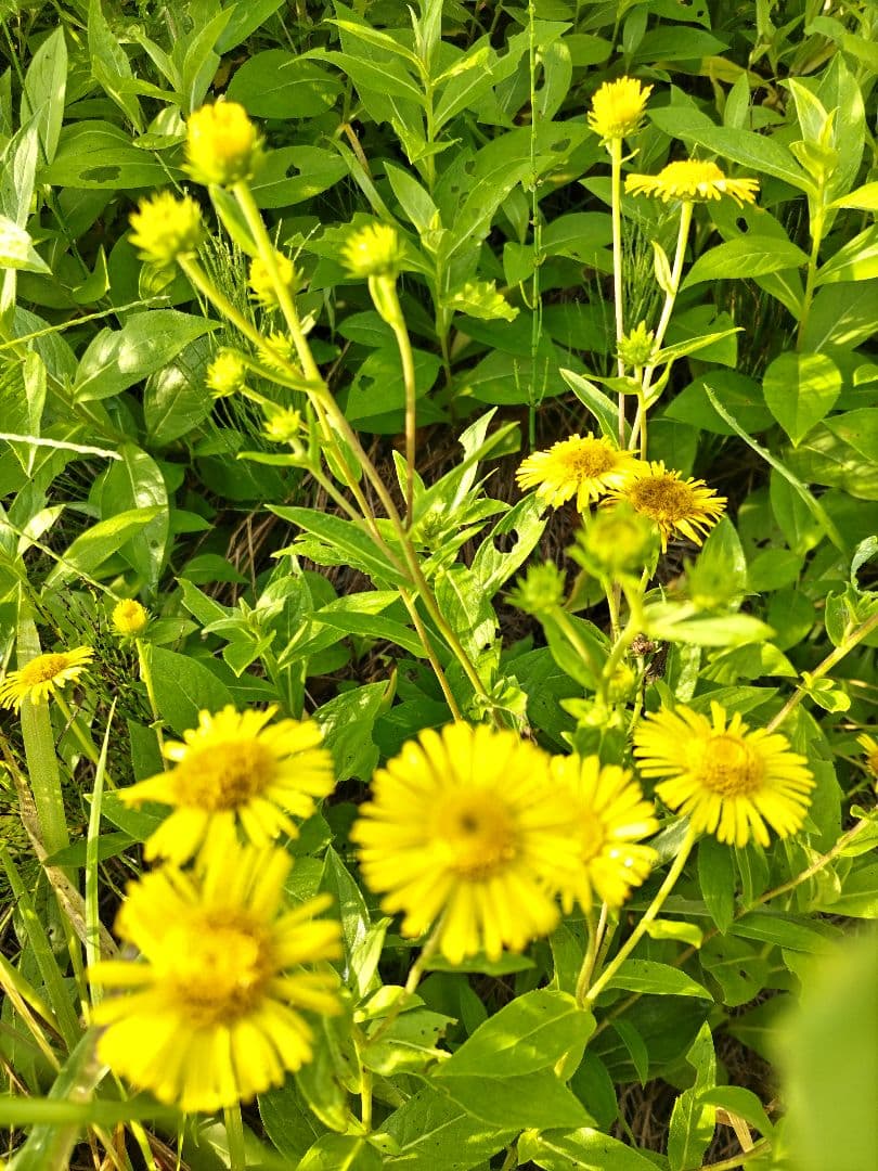 センニンソウ他　野の花　ご確認用