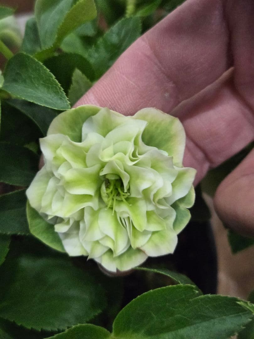 ☆クリスマスローズ☆多弁　グリーンリバースホワイト☆6号鉢☆