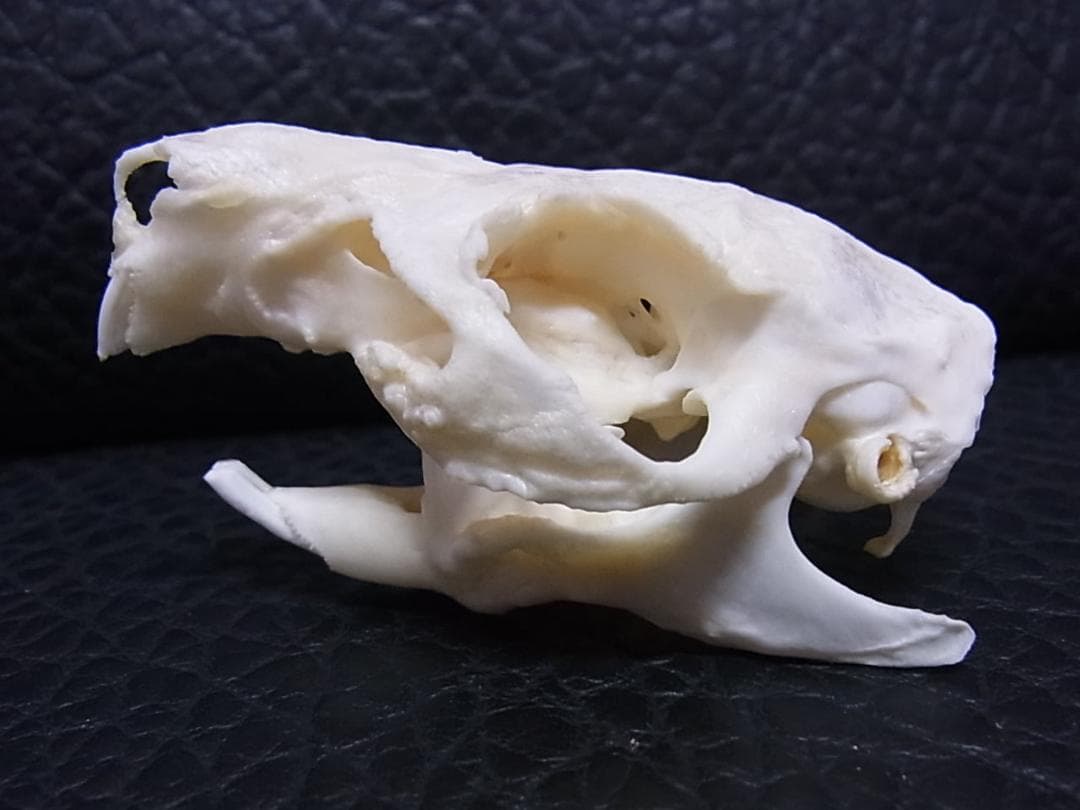 高品質　奇形モルモット （大）頭骨