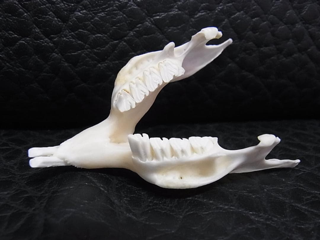 高品質　奇形モルモット （大）頭骨