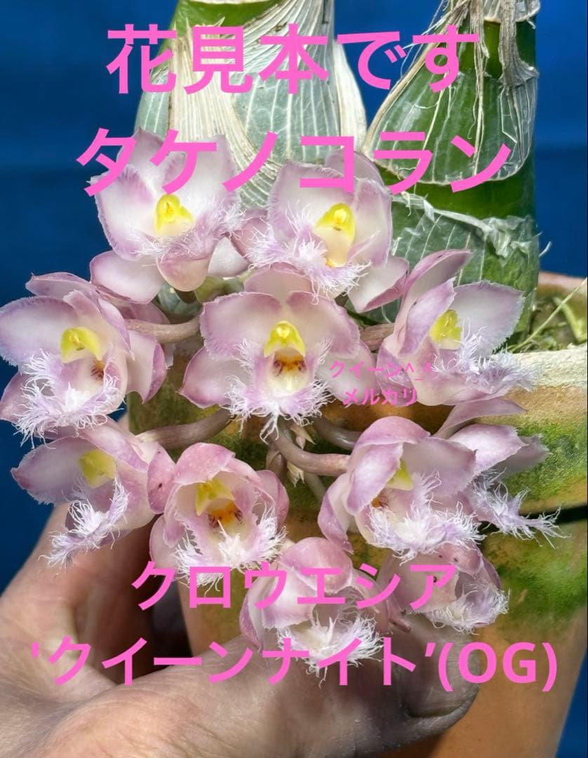 104 タケノコラン Clowesia 'Queen knight'(OG)