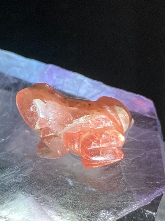 レア✴︎インカローズ　カエル　スイートホーム産