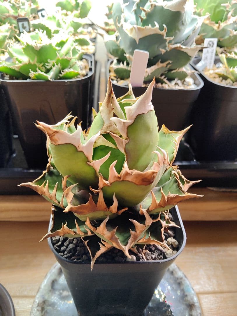 アガベ チタノタ ゴリ猫 レッドキャットウィーズル 親株