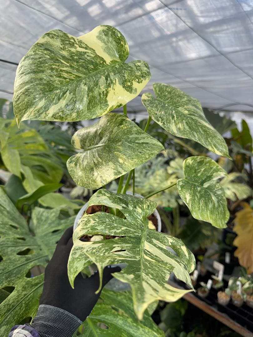 LG5 モンステラ　レガシー　美斑入り健康株