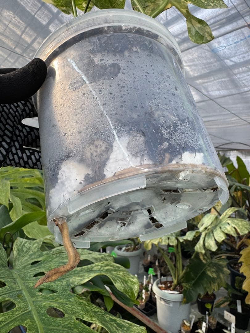 LG5 モンステラ　レガシー　美斑入り健康株