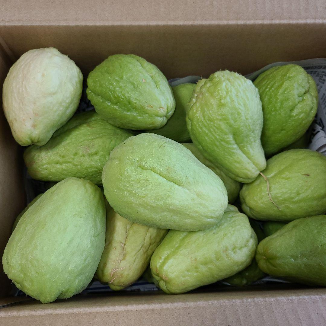 ハヤトウリ種　25個