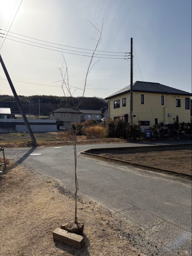 山採り アオダモ 自然樹形 株立ち 2本立ち