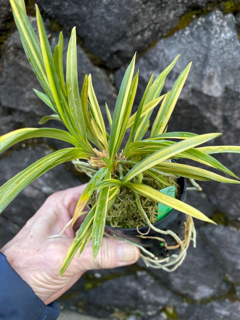 冨貴蘭　大天狗　高千穂産の縞覆輪株立ち　山野草　野生蘭