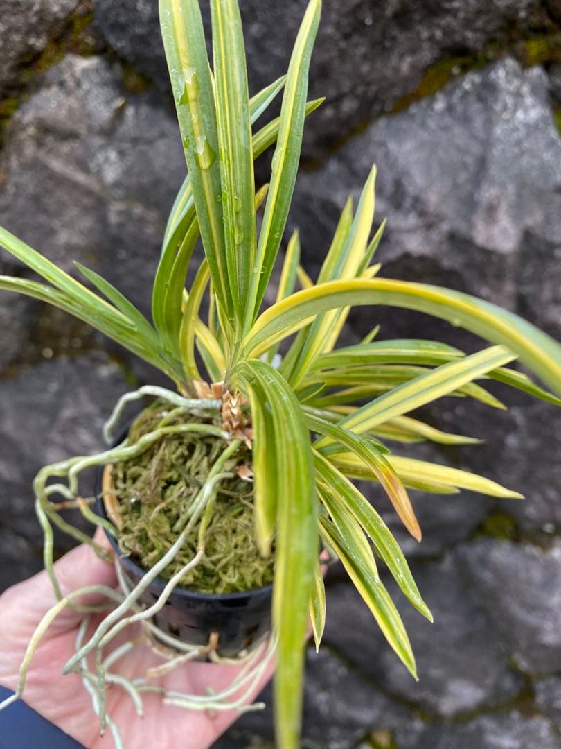 冨貴蘭　大天狗　高千穂産の縞覆輪株立ち　山野草　野生蘭