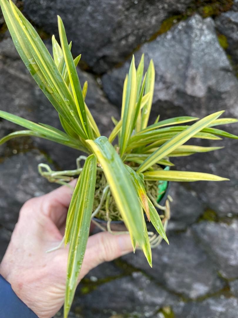 冨貴蘭　大天狗　高千穂産の縞覆輪株立ち　山野草　野生蘭