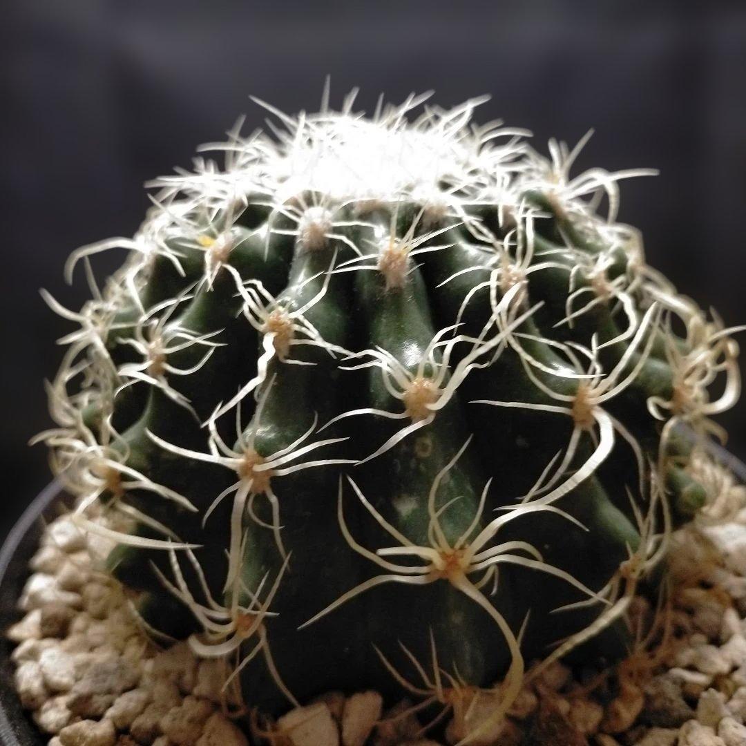 巻刺金鯱 クレンレイニア エキノカクタス 短刺 狂刺 強刺 レア メルカリ便