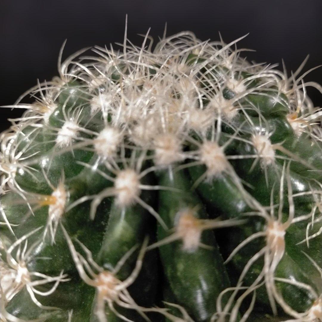 巻刺金鯱 クレンレイニア エキノカクタス 短刺 狂刺 強刺 レア メルカリ便