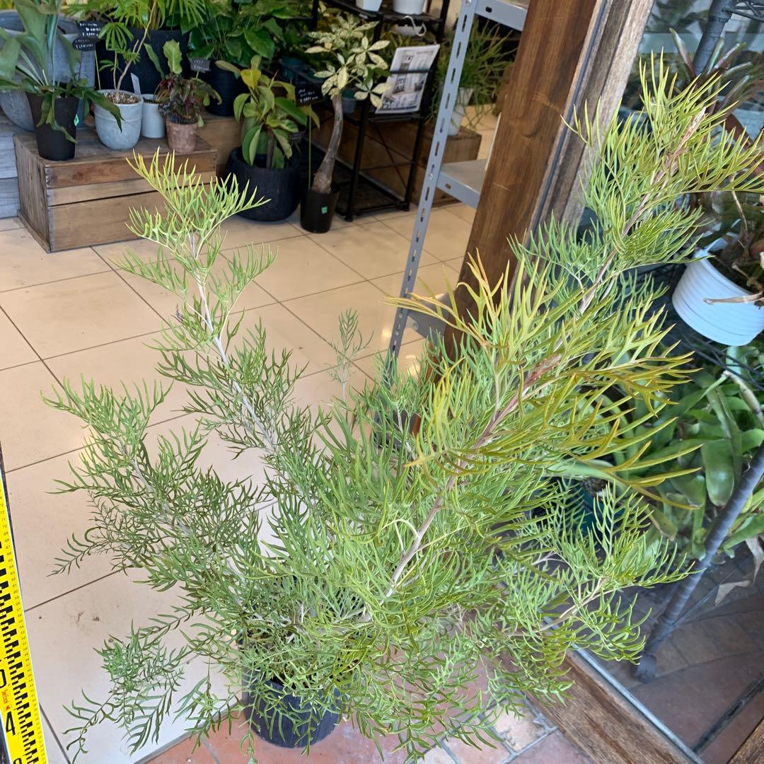 グレビレア ピーチアンドクリーム　大株　1