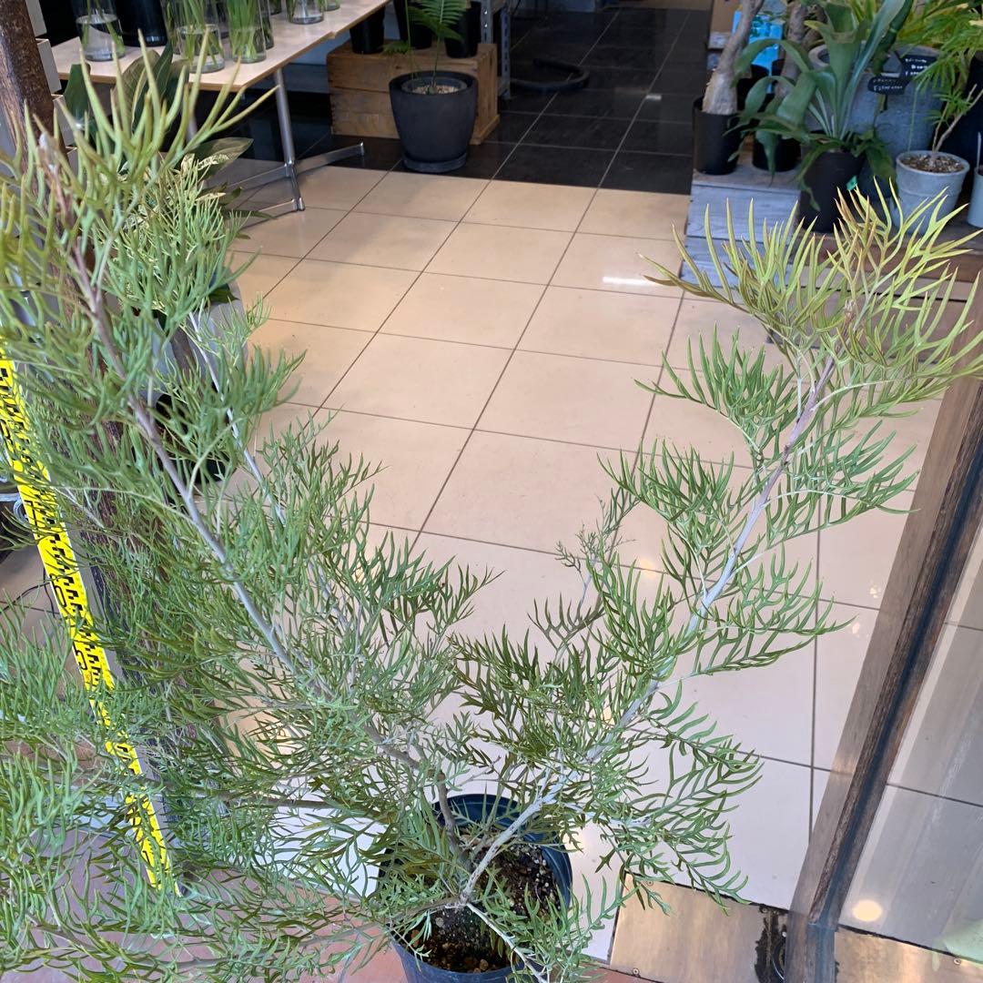 グレビレア ピーチアンドクリーム　大株　1