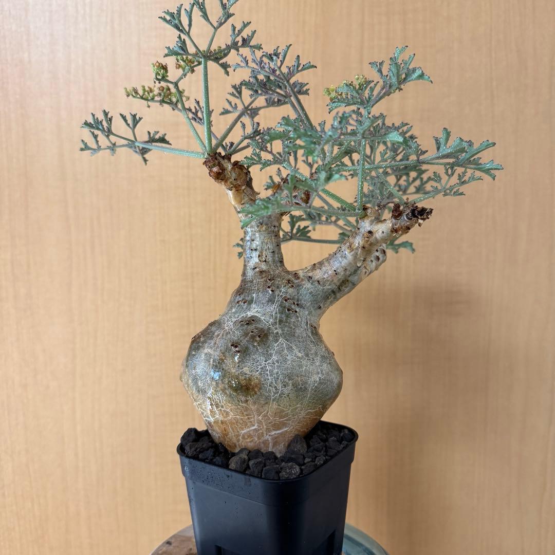 l*n様 開花中 キフォステンマ ベティフォルメ ソマリア ナローリーフ 発根済