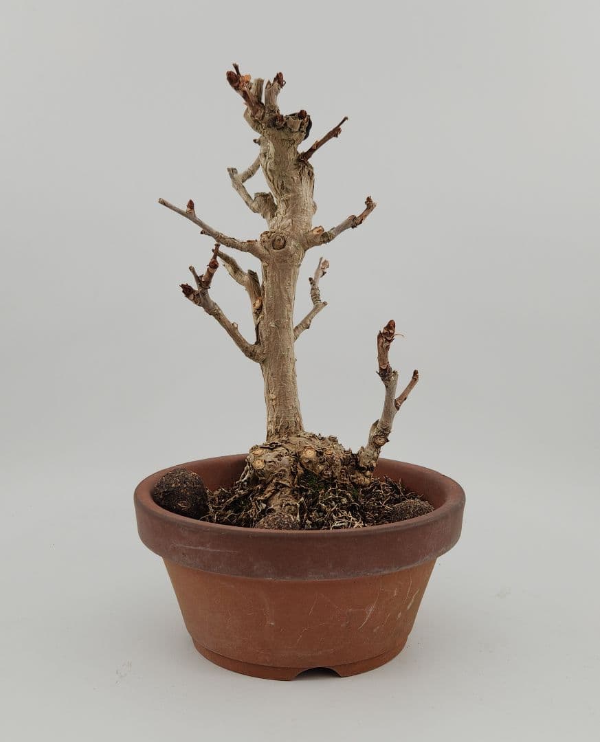 お正月セール 10日まで小品 銀杏盆栽 五葉松盆栽 真柏盆栽 懸崖 真柏 黒松