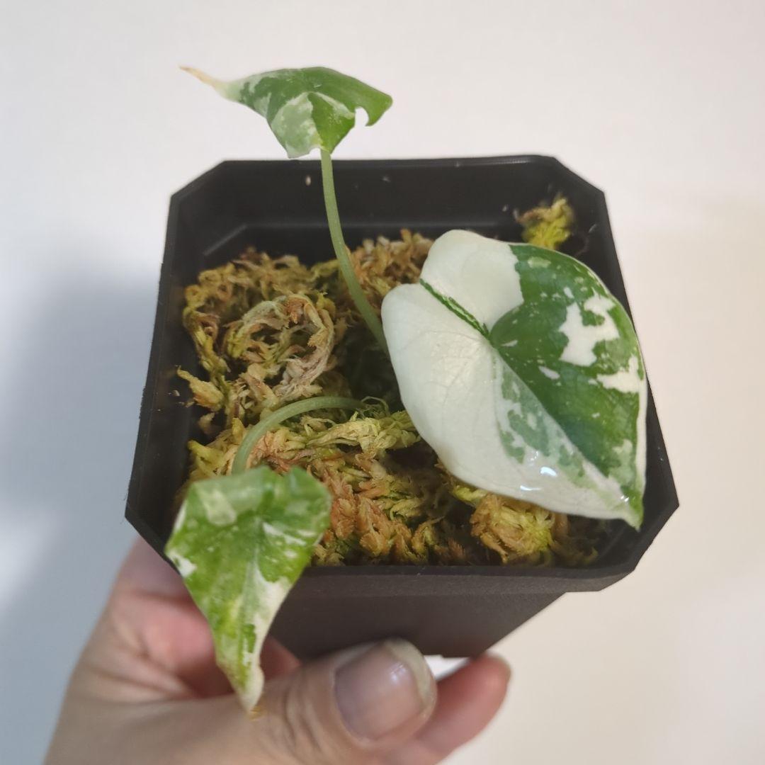 アロカシア　メロ　アルボ　斑入り