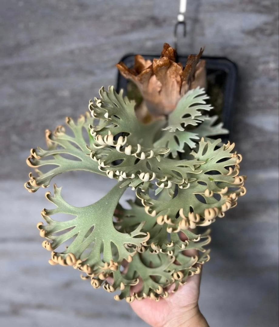 ビカクシダ Tiara Sporeling HHR ナーセリー