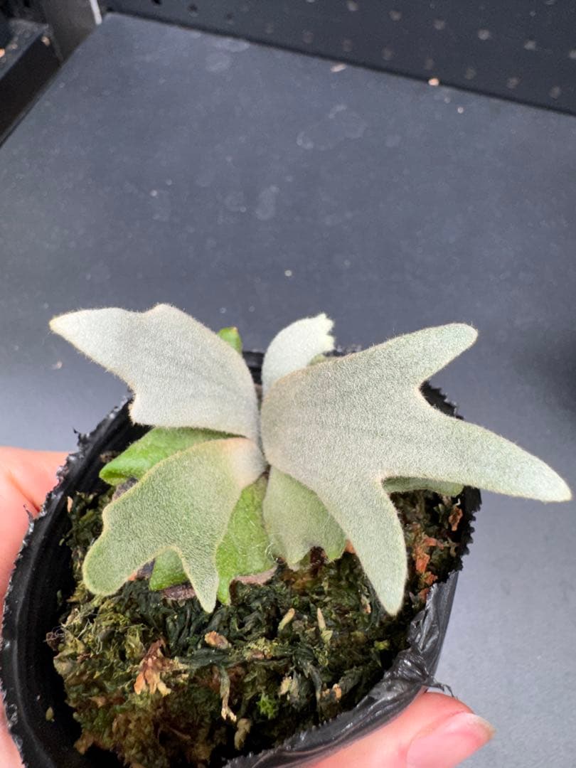 ビカクシダ Tiara Sporeling HHR ナーセリー