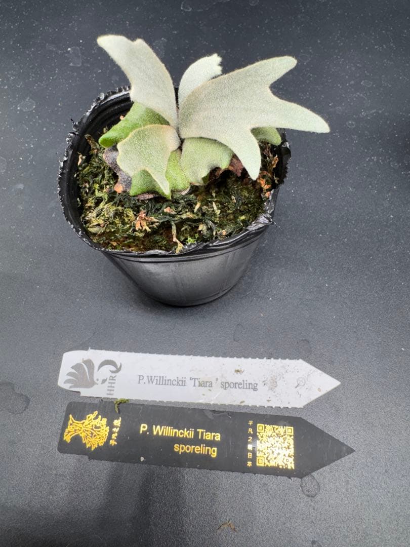 ビカクシダ Tiara Sporeling HHR ナーセリー