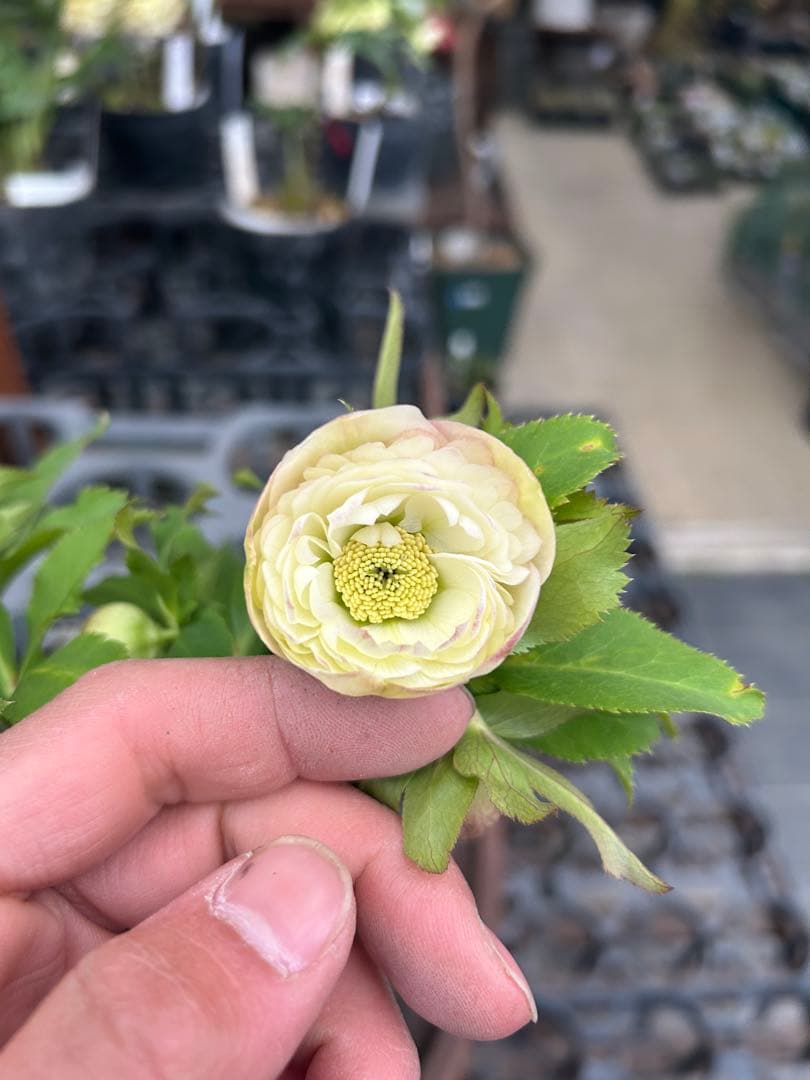 加藤農園 アフロディーテ クリスマスローズ同梱可能