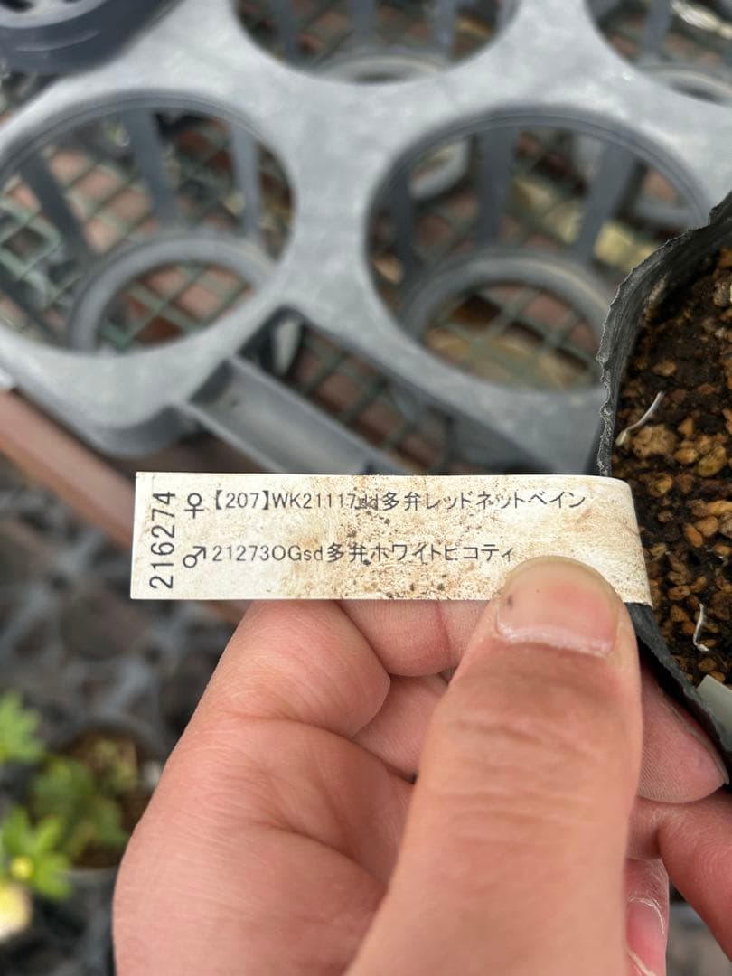 加藤農園 アフロディーテ クリスマスローズ同梱可能