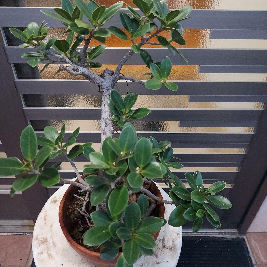 がじゅまる盆栽　No21 らくらくメルカリ便発送‼️