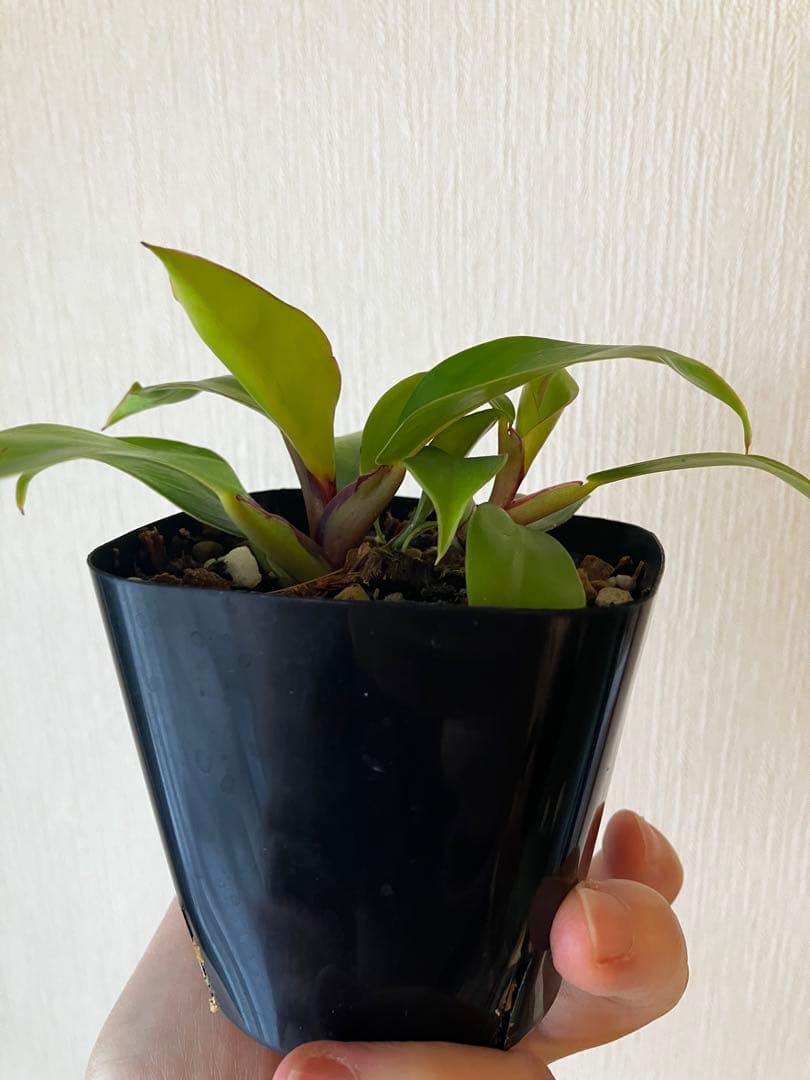 フィロデンドロン　イエローフレーム　レッドムーン　②