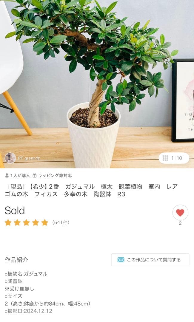 ※千葉県市原市にて手渡しでのお取引出来る方限定！ ガジュマル 多幸の木